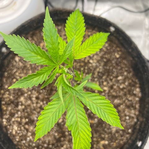 Gelato #33 growlog timeline photo
