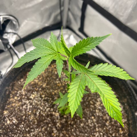 Gelato #33 growlog timeline photo