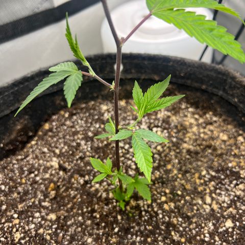 Gelato #33 growlog timeline photo