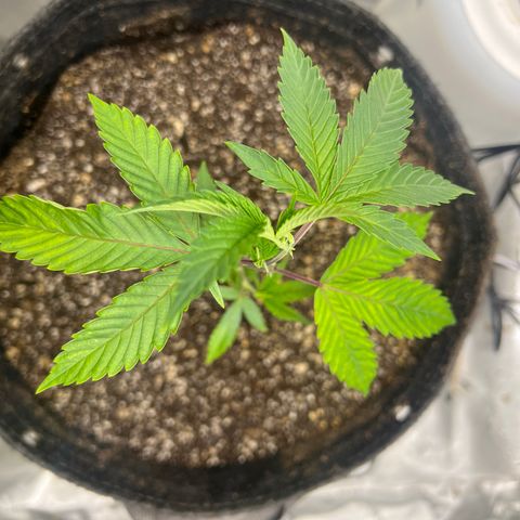 Gelato #33 growlog timeline photo