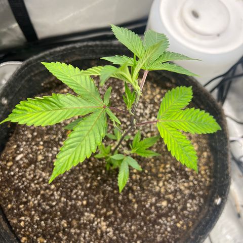 Gelato #33 growlog timeline photo