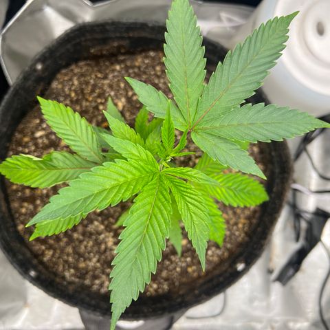 Gelato #33 growlog timeline photo