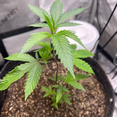Gelato #33 growlog timeline photo