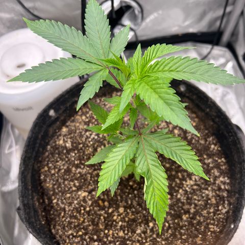 Gelato #33 growlog timeline photo