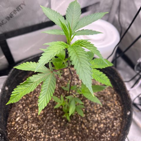 Gelato #33 growlog timeline photo