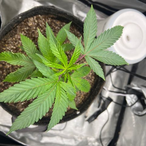 Gelato #33 growlog timeline photo