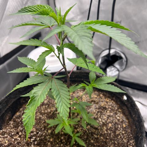 Gelato #33 growlog timeline photo