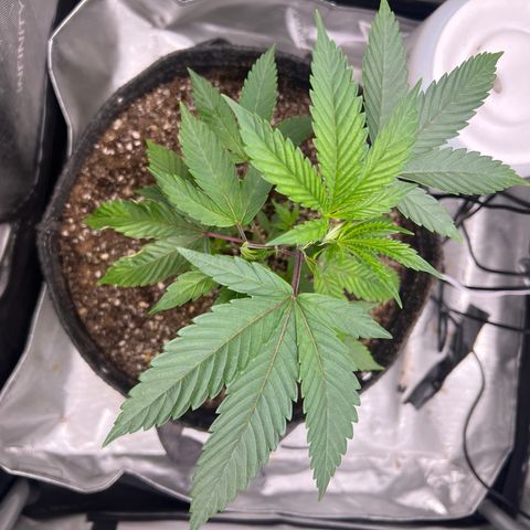 Gelato #33 growlog timeline photo