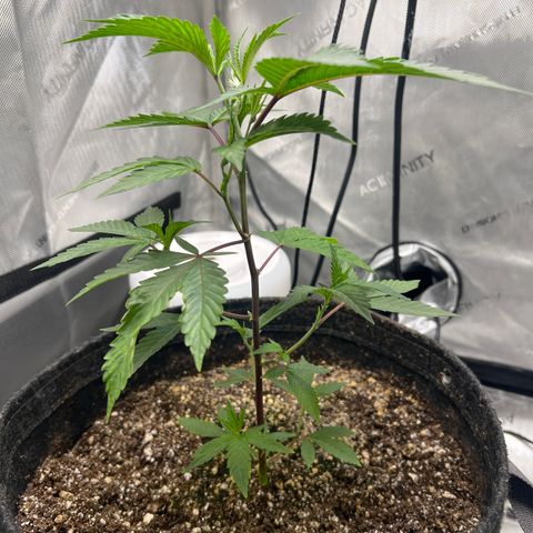 Gelato #33 growlog timeline photo
