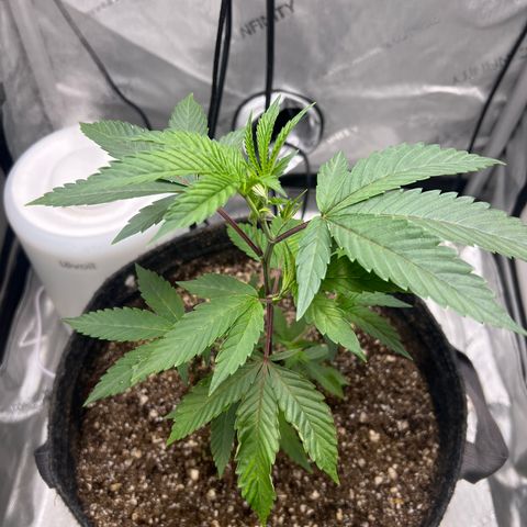 Gelato #33 growlog timeline photo