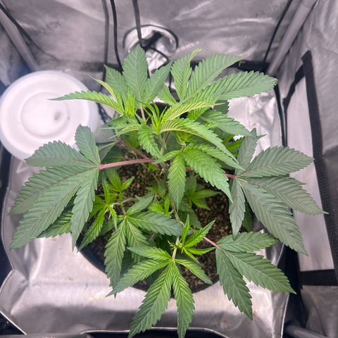 Gelato #33 growlog timeline photo