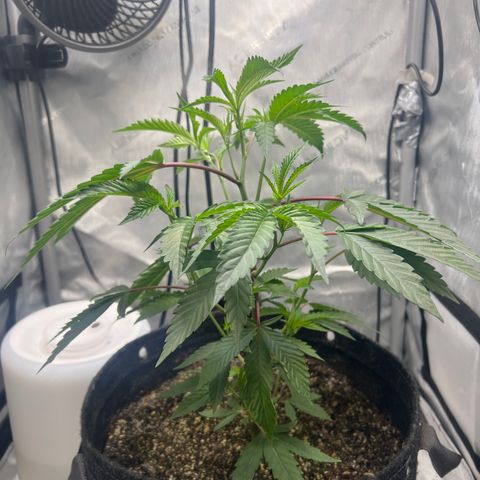 Gelato #33 growlog timeline photo