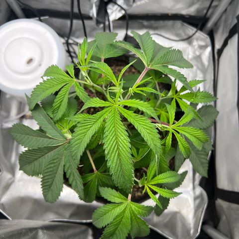 Gelato #33 growlog photo: LST Started 
