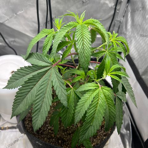 Gelato #33 growlog photo: LST Started 