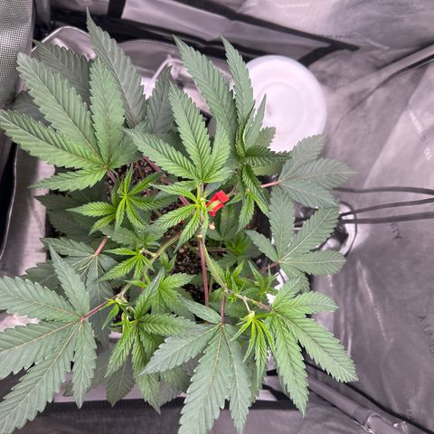 Gelato #33 growlog photo: Top broke off 