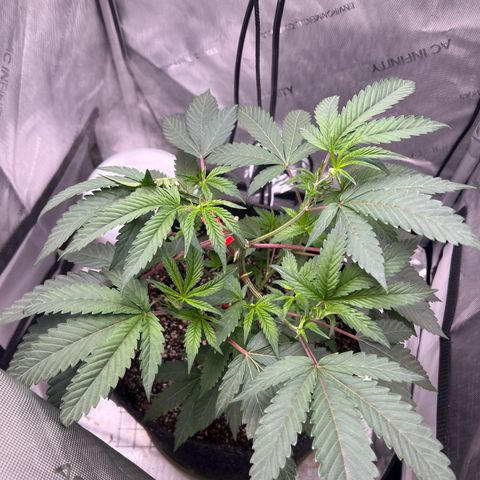 Gelato #33 growlog photo: Top broke off 