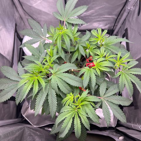 Gelato #33 growlog timeline photo