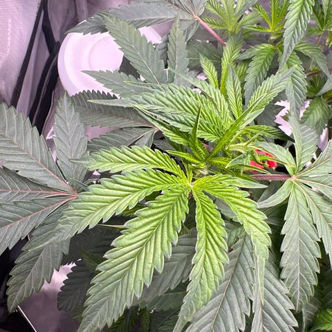 Gelato #33 growlog timeline photo