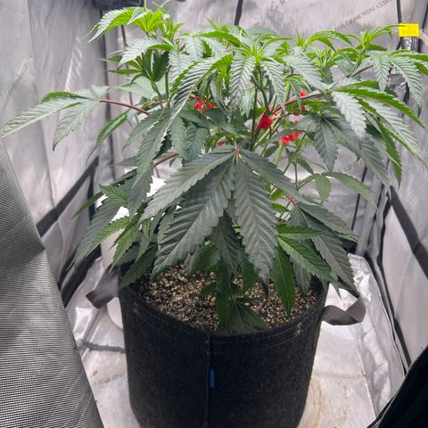Gelato #33 growlog timeline photo