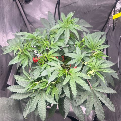 Gelato #33 growlog timeline photo