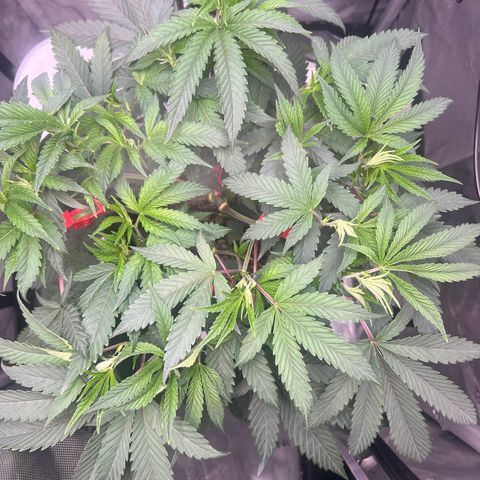 Gelato #33 growlog timeline photo