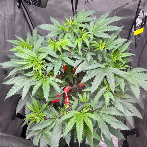 Gelato #33 growlog timeline photo