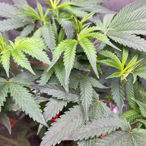 Gelato #33 growlog timeline photo