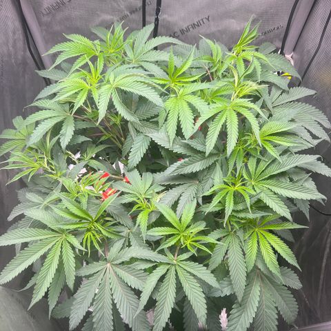 Gelato #33 growlog timeline photo