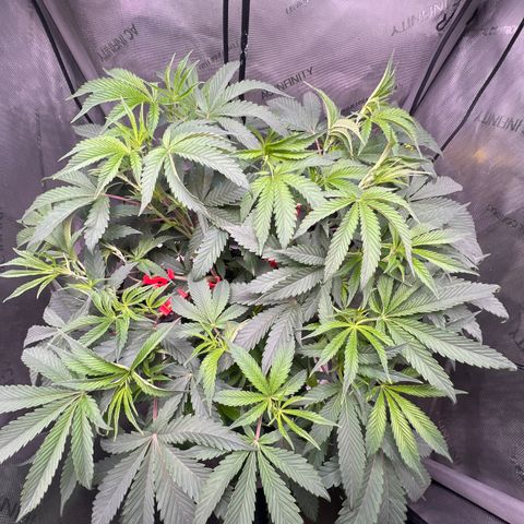 Gelato #33 growlog timeline photo