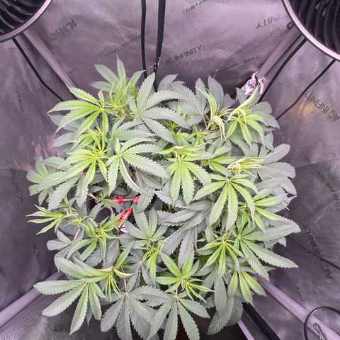 Gelato #33 growlog timeline photo
