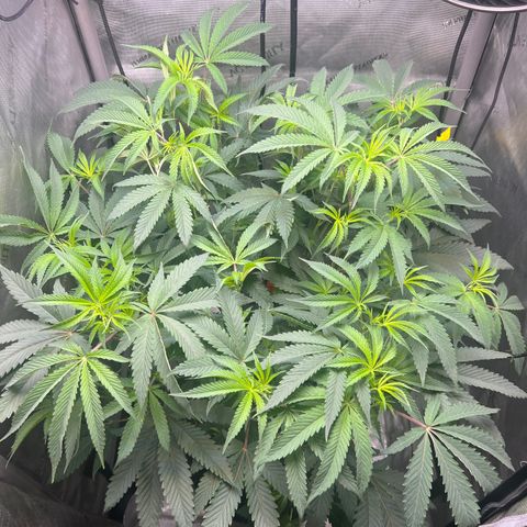 Gelato #33 growlog timeline photo