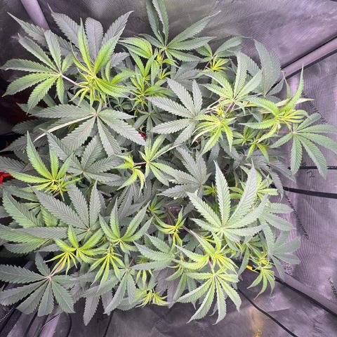 Gelato #33 growlog timeline photo