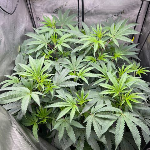 Gelato #33 growlog timeline photo