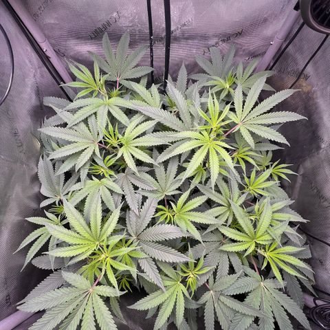 Gelato #33 growlog timeline photo