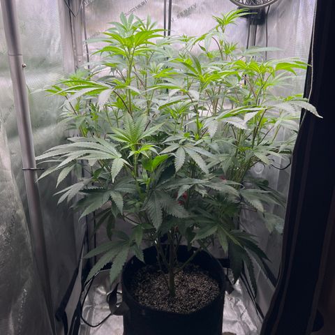 Gelato #33 growlog timeline photo