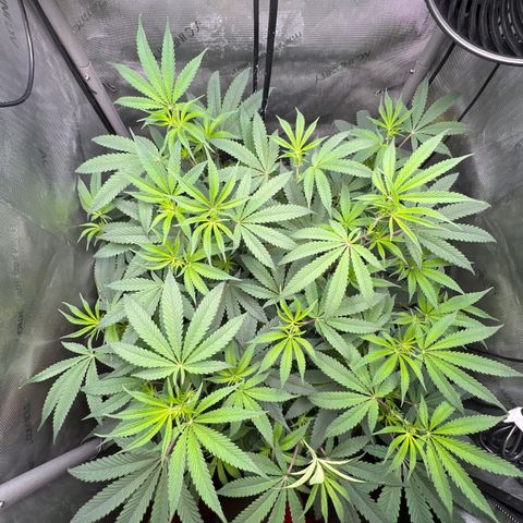 Gelato #33 growlog timeline photo