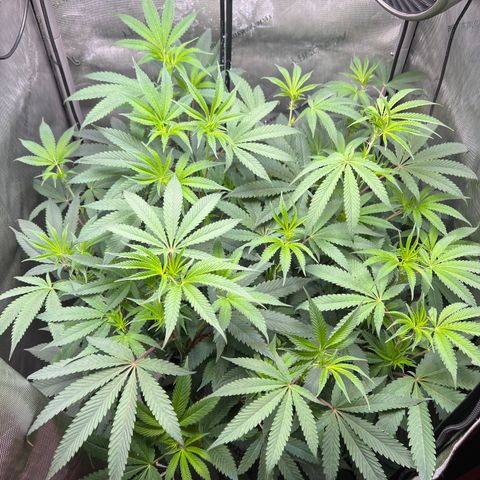 Gelato #33 growlog timeline photo