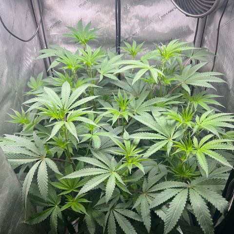 Gelato #33 growlog timeline photo
