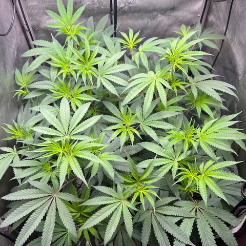Gelato #33 growlog timeline photo