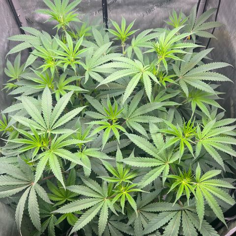 Gelato #33 growlog timeline photo