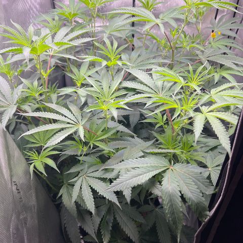 Gelato #33 growlog timeline photo