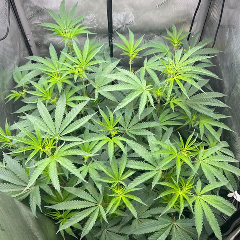 Gelato #33 growlog timeline photo
