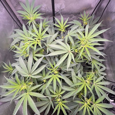 Gelato #33 growlog timeline photo