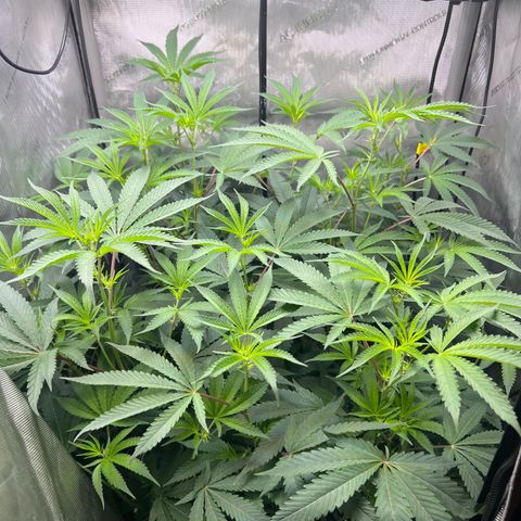 Gelato #33 growlog timeline photo