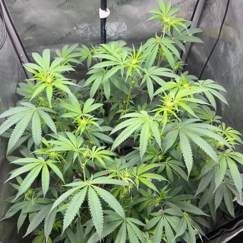 Gelato #33 growlog timeline photo