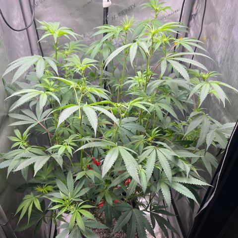 Gelato #33 growlog timeline photo