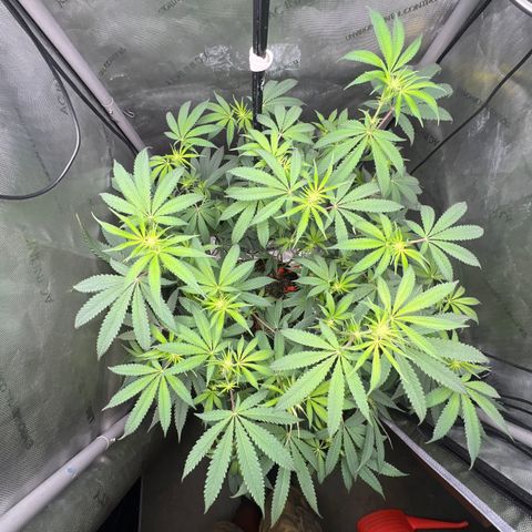Gelato #33 growlog timeline photo