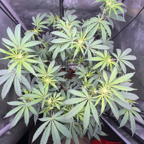 Gelato #33 growlog timeline photo