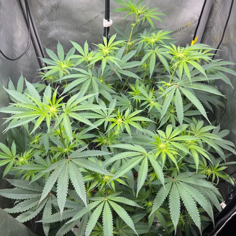 Gelato #33 growlog timeline photo
