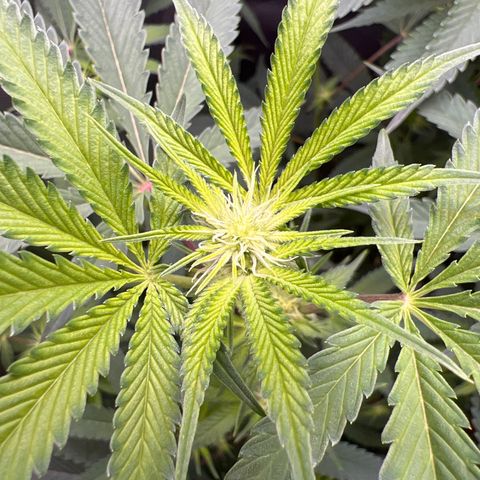 Gelato #33 growlog timeline photo